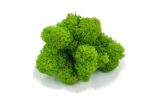 Preserved Reindeer Moss Pack – Small